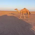ضروبه