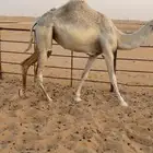 بكره قصب