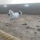 فرس شعبيه