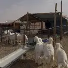 طليان حريات