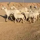 غنم حري متويم علي ثنين