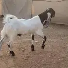 مشروع فحل مشروك