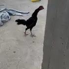 دجاجه شامو هزاز