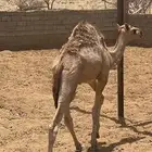 حاشي لباني