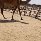 بكره حقه شعلا