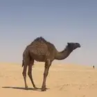 قعدان قصب فل شحم
