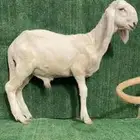 طلي سواكني درماني ابيض اصهف