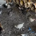 فراريج بلدي وفيومي الموقع غطي