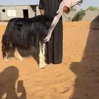 تم البيع
