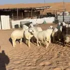 بهم حري خصم(( تم البيع))