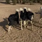 بهم نجد خرفان تربيه