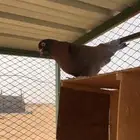 الخرج