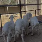 طليان حري