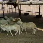 رفيد جذعان مرابي