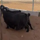 للبيع معزا عوارض