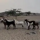 معزاء مراح