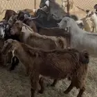 تيوس العدد 30 كفو مخص لا 3