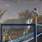 مشروع فحل ضغط عالي ( تم البيع )