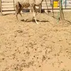 بكرة شقحاء