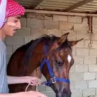مهر شعبي فاخر