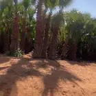 نخل واشنطوني واشنطن أمريكي