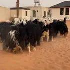 غنم نجد مراح واحد خوات بعض