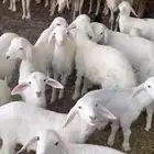 غنم متابيع 17 معها 17