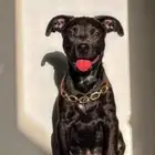 انثى بيتبول هجين روت