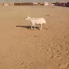 ضان رفيديات طيب صحه شرط حدب800