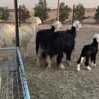 للبيع نجد صنف