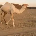 جمال حر صافي مادوب شرط