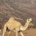 قعود فحل علي جمل سنار لللبيع