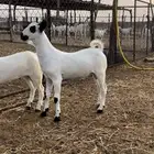 مشروع بيشي