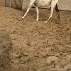 للبيع لقحه كفو