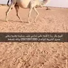 لقحه بكر وضحا
