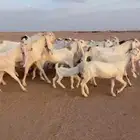 للبيع معزا
