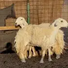 ثنوات صنف جروم فاخره