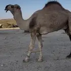 بعير ثني كفوو وطيب