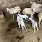 للبيع ضان بلدية مناتيج واسنان طيبة