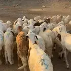 طليان سواكن أوزان ثقيله مرابي