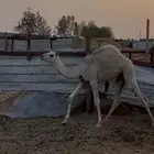 حاشي لباني