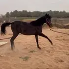 خيل