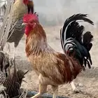 للبيع 10 ديكوك بلدي