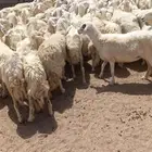 حريات 90 مراح واحد