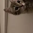 قط شيرازي