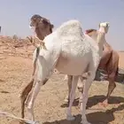 للبيع لقحه رباع كفو وضحا على بعير باتلي كفو ومنتج موقع ضرما