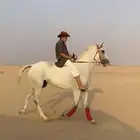 فرس شعبيه كفو