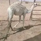 قعود قصب الموقع الخرج