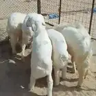 حريات بهم ذبايح