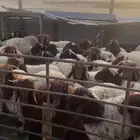 ذبايح كفو شعره واطراف